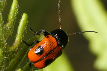 Cryptocephalus bipunctatus