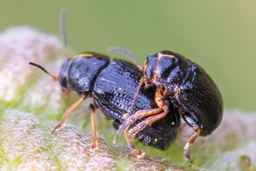 Cryptocephalus decemmaculatus