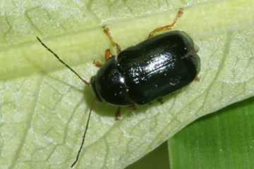 Cryptocephalus nitidus