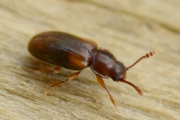 Cryptophilus obliteratus