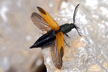 Ctenicera virens