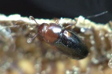 Dacne bipustulata