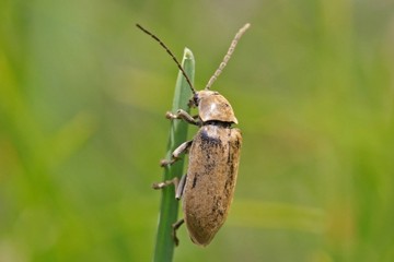 Behaarter Moorweichkäfer