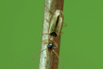 Demetrias atricapillus