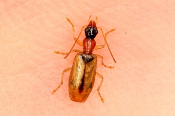 Demetrias atricapillus