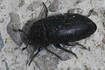 Dermestes laniarius