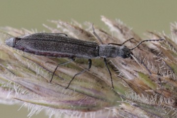 Dolichosoma lineare