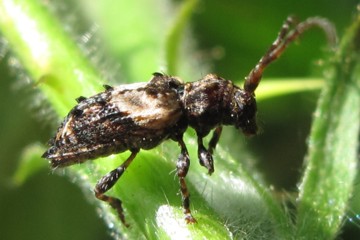 Doppeldorniger Wimperbock