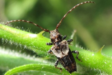 Doppeldorniger Wimperbock