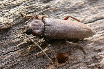 Dunkelbrauner Halsgrubenbock