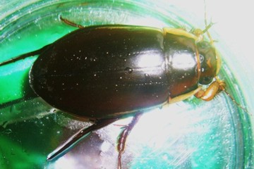 Dytiscus dimidiatus