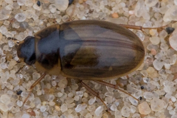 Enochrus quadripunctatus