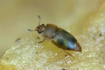 Epuraea ocularis