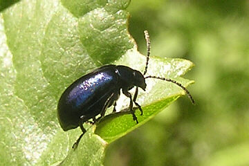 Blauer Erlenblattkäfer