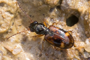 Schrägfleck-Ahlenläufer