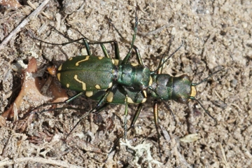 Gallischer Sandlaufkäfer