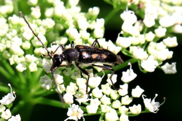 Gefleckter Halsbock