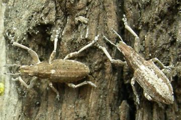 Gemeiner Lupinenblattrandkäfer