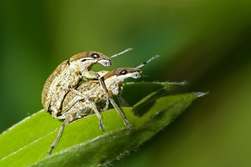 Gemeiner Lupinenblattrandkäfer