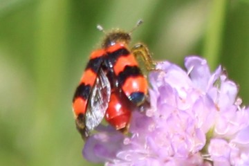 Gemeiner Bienenkäfer