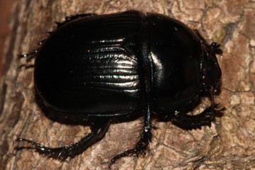 Geotrupes spiniger