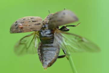 Gemeiner Pillenkäfer