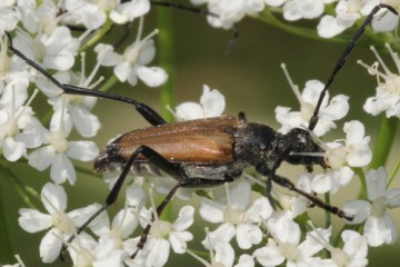 Schwarzgesaumter Schmalbock