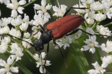 Schwarzgesaumter Schmalbock