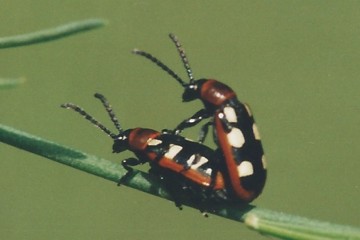 Gemeines Spargelhähnchen