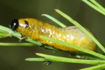 Gemeines Spargelhähnchen