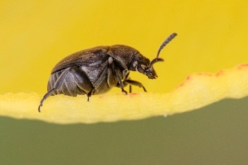 Ginster-Samenkäfer