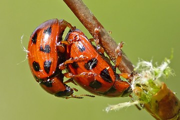 Gonioctena decemnotata