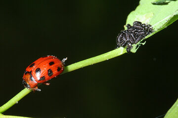 Gonioctena decemnotata