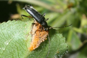 Grammoptera abdominalis