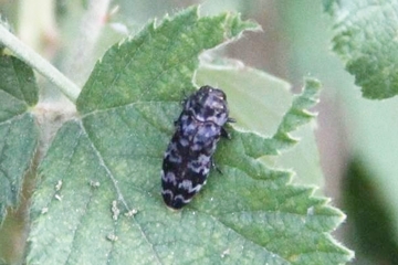 Großer Brombeer-Prachtkäfer