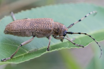 Großer Pappelbock