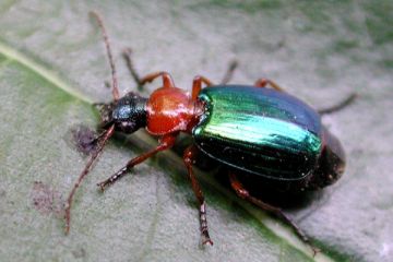 Grünblauer Prunkkäfer