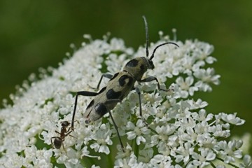 Grünlichgelber Widderbock