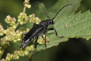 Haarschildiger Halsbock