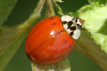 Asiatischer Marienkäfer