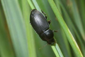 Harpalus tardus