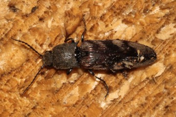 Harminius undulatus