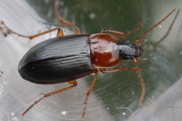 Hellschildiger Breithalskäfer