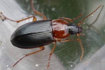 Hellschildiger Breithalskäfer