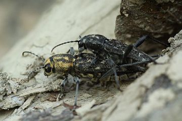 Dunkler Holzklafterbock