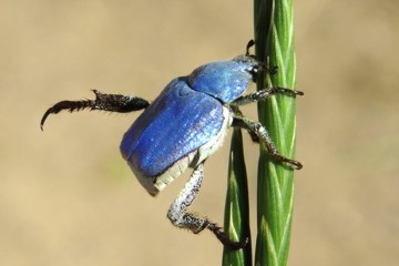 Hoplia coerulea