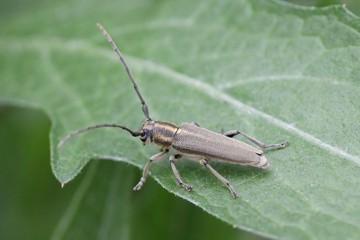 Schwarzhörniger Walzenbock