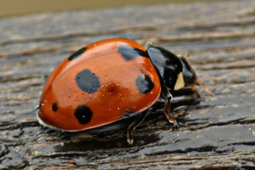 Hügel-Marienkäfer