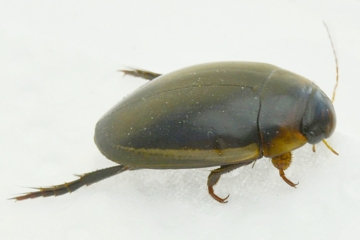 Hydaticus seminiger