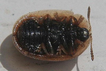 Hypocassida subferruginea